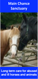 Main Chance Horse Sanctuary